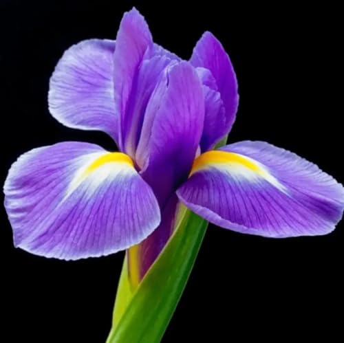 yodeyma parfums CELEBRITY WOMAN Perfume (WOMEN) Eau de Parfum 50 ml